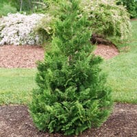 Cypress, Proven Winners 'Cedar Rapids' (2 Gallon) - Image 6