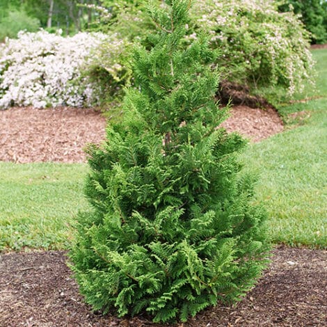 Cypress, Proven Winners 'Cedar Rapids' (2 Gallon) - Image 6