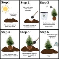 Cypress, Proven Winners 'Cedar Rapids' (2 Gallon) - Image 9
