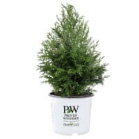 Cypress, Proven Winners 'Cedar Rapids' (2 Gallon) - Image 2