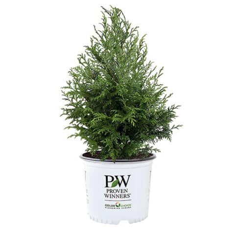 Cypress, Proven Winners 'Cedar Rapids' (2 Gallon) - Image 2