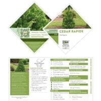 Cypress, Proven Winners 'Cedar Rapids' (2 Gallon) - Image 7