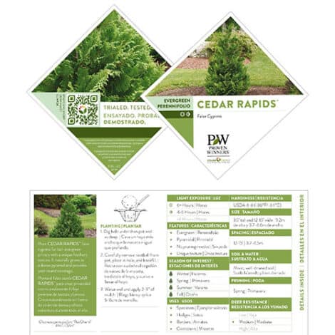 Cypress, Proven Winners 'Cedar Rapids' (2 Gallon) - Image 7
