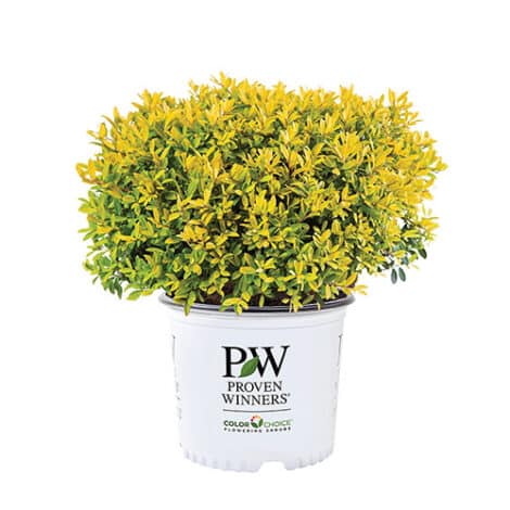 Holly, Proven Winners 'Glow Pop' (2 Gallon) - Image 2