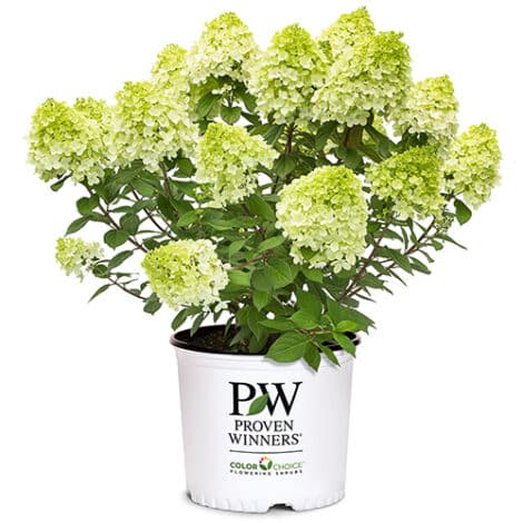 Hydrangea, Proven Winners 'Little Lime Punch' (2 Gallon) - Image 2