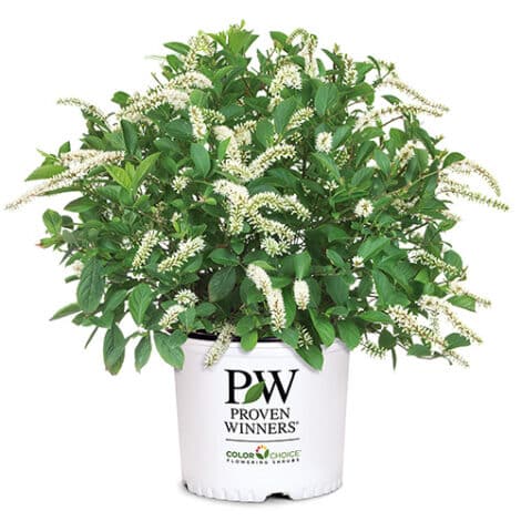Itea, Proven Winners 'Sweetspire Scentlandia' (2 Gallon) - Image 2