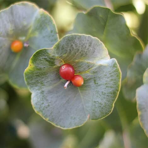 Honeysuckle, Proven Winners 'Kintzley's Ghost' (2 Gallon)