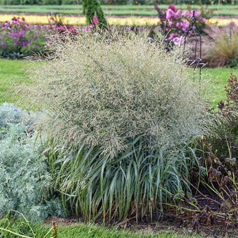 Grass, Proven Winners 'Prairie Winds Niagara Falls' (2 Gallon) - Image 5