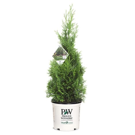 Arborvitae, Proven Winners 'North Pole' (2 Gallon) - Image 2