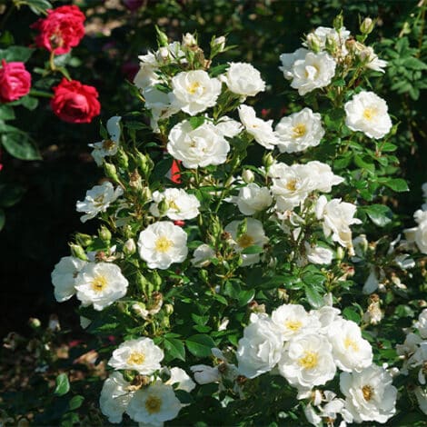 Rose, Proven Winners 'Oso Easy, Ice Bay' (2 Gallon) - Image 4