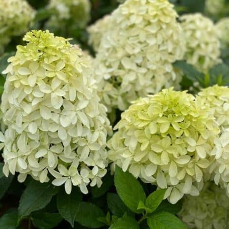 Hydrangea, Proven Winners 'Quick Fire Fab' (5 Gallon)