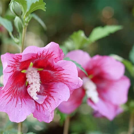 Hibiscus, Proven Winners 'Red Pillar' (2 Gallon) - Image 3