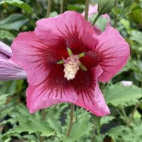 Hibiscus, Proven Winners 'Red Pillar' (2 Gallon)