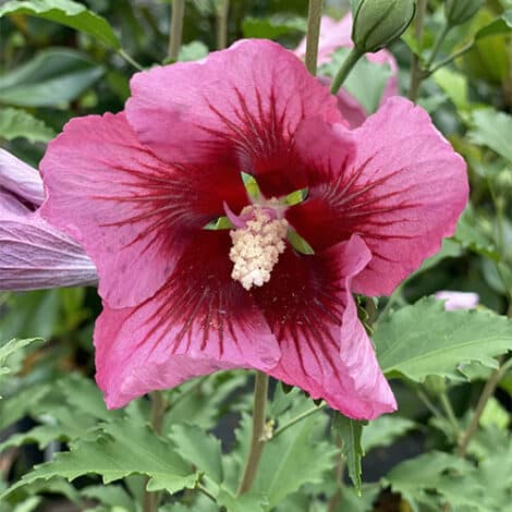 Hibiscus, Proven Winners 'Red Pillar' (2 Gallon)