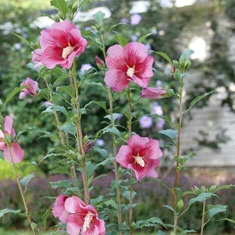 Hibiscus, Proven Winners 'Red Pillar' (2 Gallon) - Image 4