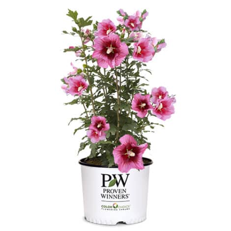 Hibiscus, Proven Winners 'Red Pillar' (2 Gallon) - Image 2