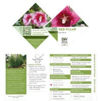 Hibiscus, Proven Winners 'Red Pillar' (2 Gallon) - Image 5
