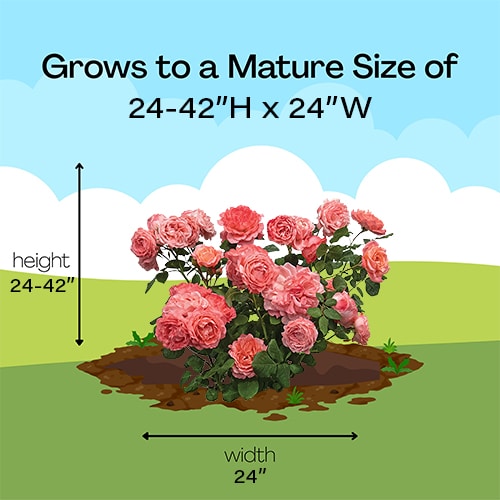 Rose, Proven Winners 'Reminiscent Coral' (2 Gallon) - Image 9