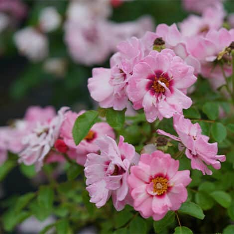 Rose, Proven Winners 'Ringo Double Pink' (2 Gallon) - Image 4