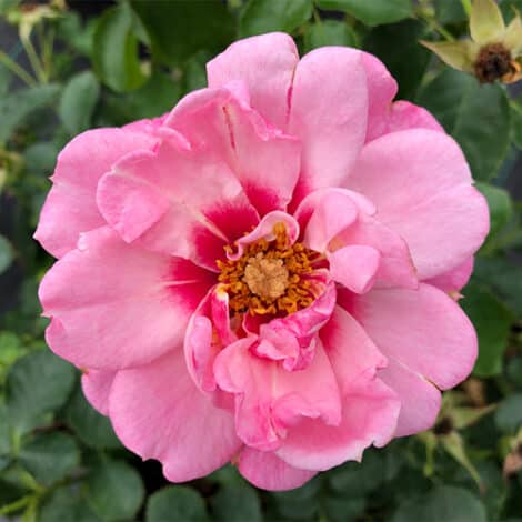 Rose, Proven Winners 'Ringo Double Pink' (2 Gallon)