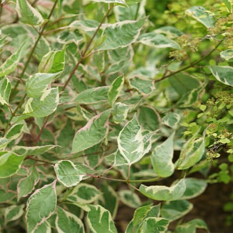 Dogwood, Proven Winners 'Sgt Pepper' (2 Gallon) - Image 4