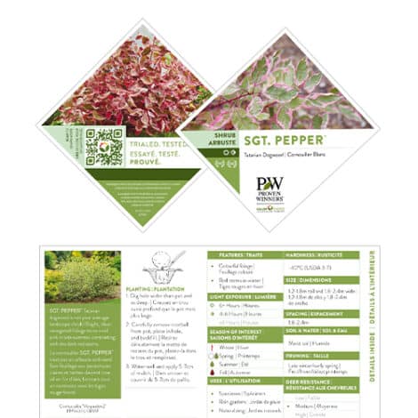 Dogwood, Proven Winners 'Sgt Pepper' (2 Gallon) - Image 7