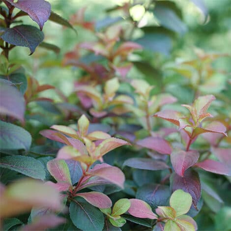 Weigela, Proven Winners 'Midnight Sun' (2 Gallon) - Image 4