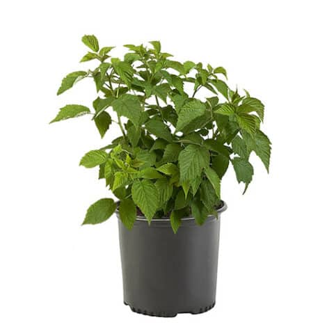 Raspberry, Crimson Treasure (2.5 Quart and 2.25 Gallon) - Image 2