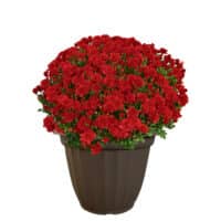 Chrysanthemum Red (Mum) 11.5 inch Decorative Pot - Image 2