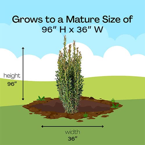 Holly, Southern Living Plant Collection 'Sky Pencil Red Sky' (1 Gallon) - Image 7