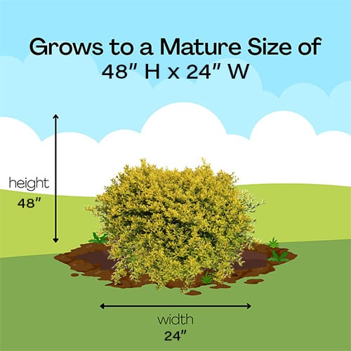 Holly, Southern Living Plant Collection 'Touch Of Gold' (2 Gallon) - Image 7