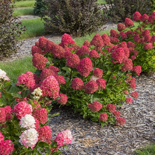 Hydrangea FIRST EDITIONS Spring Sizzle 2 Gallon Baucom s Nursery