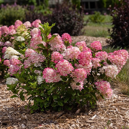 Hydrangea FIRST EDITIONS Spring Sizzle 2 Gallon Baucom s Nursery