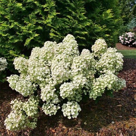 Hydrangea, Proven Winners 'Tiny Quickfire' (2 Gallon) - Image 5