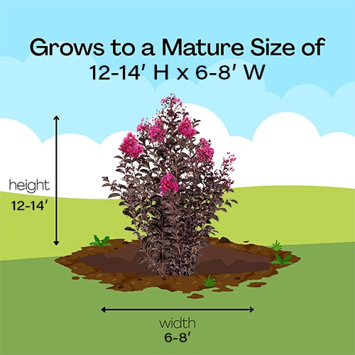 Crape Myrtle, FIRST EDITIONS ' Twilight Magic' (5 Gallon) - Image 9
