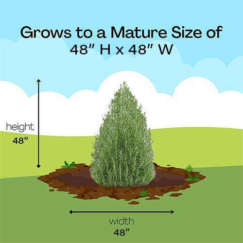 Rosemary Shrub (1 Gallon and 2 Gallon) - Image 5