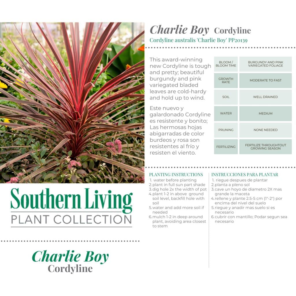 Southern Living Plant Collection Cordyline Charlie Boy Annual (2.6 ...