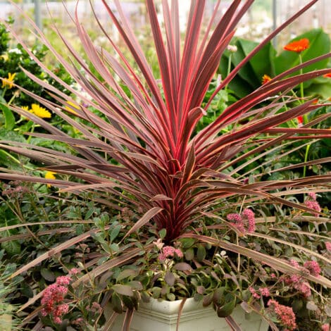 Southern Living Plant Collection Cordyline Charlie Boy Annual (2.6 Quart) - Image 3