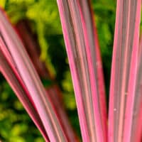 Southern Living Plant Collection Cordyline Charlie Boy Annual (2.6 Quart)