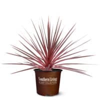 Southern Living Plant Collection Cordyline Charlie Boy Annual (2.6 Quart) - Image 2