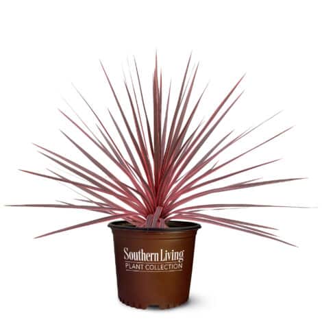 Southern Living Plant Collection Cordyline Charlie Boy Annual (2.6 Quart) - Image 2