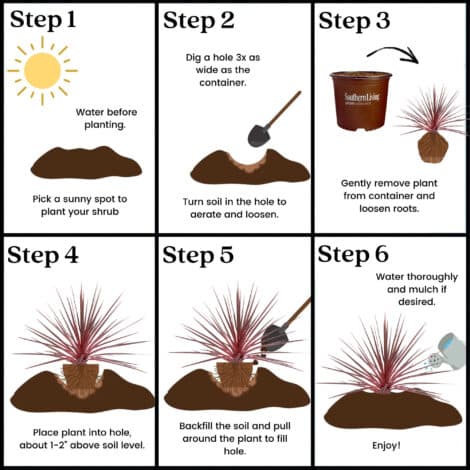 Southern Living Plant Collection Cordyline Charlie Boy Annual (2.6 Quart) - Image 6