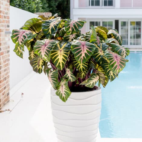 Southern Living Plant Collection Colocasia Royal Hawaiian ‘Waikiki’ Perennial (2.6 Quart) - Image 6