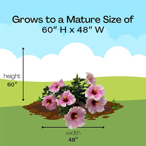 Hibiscus, Proven Winners 'America's Sweetheart' (2 Gallon) - Image 10