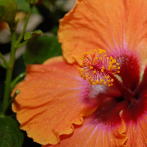 Hibiscus, Proven Winners 'Disco Diva' (2 Gallon) - Image 3
