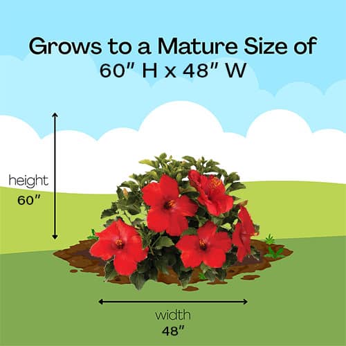 Hibiscus, Proven Winners 'Hot Shot' (2 Gallon) - Image 10