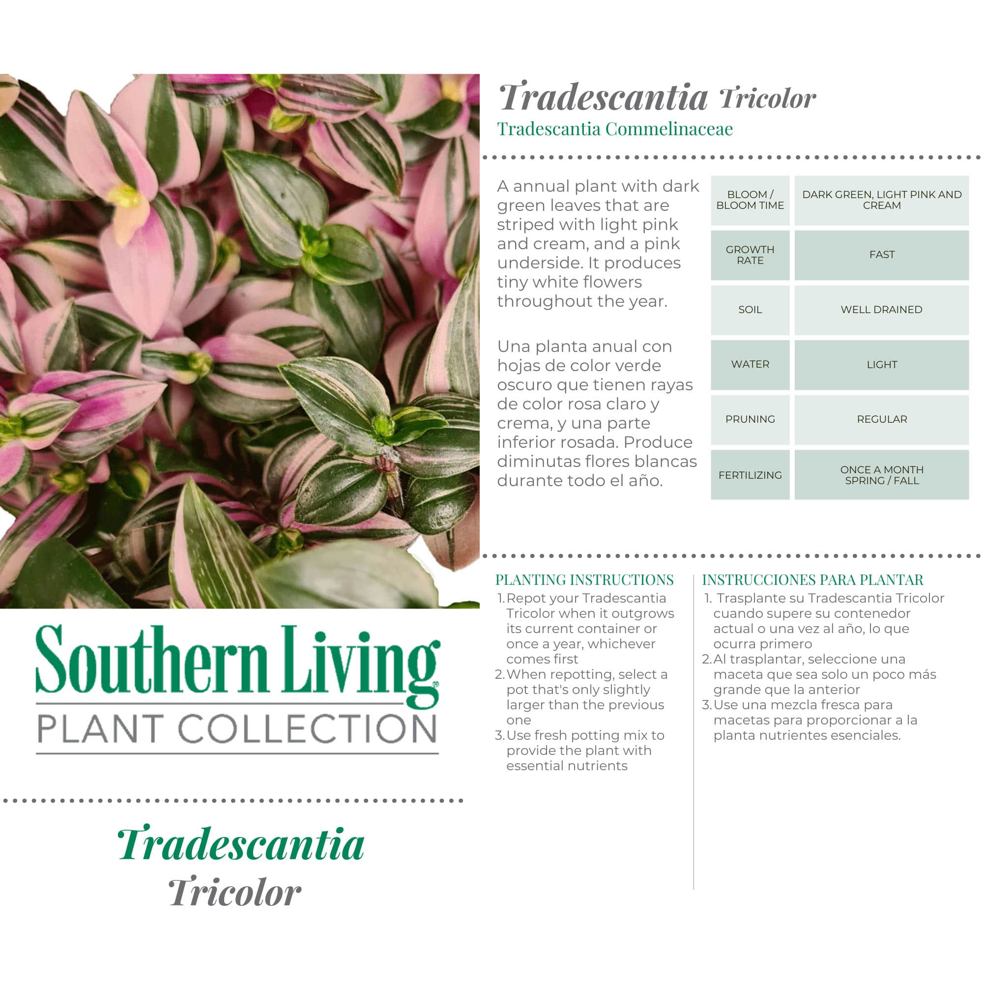Southern Living Plant Collection Tradescantia Tricolor Annual (2.6 Quart) - Image 3