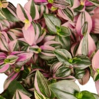 Southern Living Plant Collection Tradescantia Tricolor Annual (2.6 Quart)
