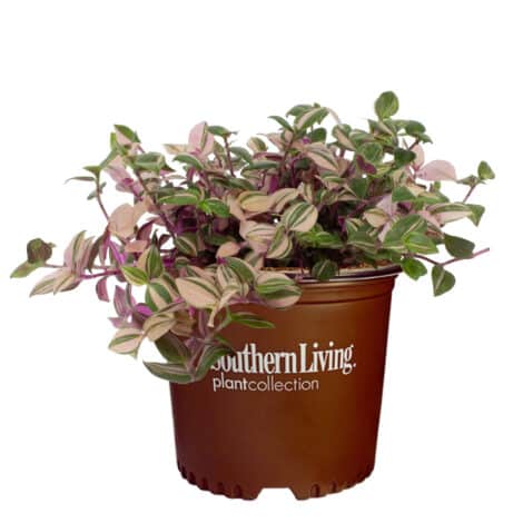 Southern Living Plant Collection Tradescantia Tricolor Annual (2.6 Quart) - Image 2