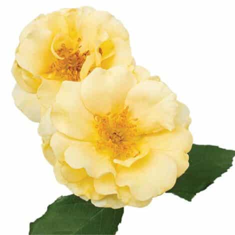 Rose, Drift 'Buttercream' (2 Gallon)